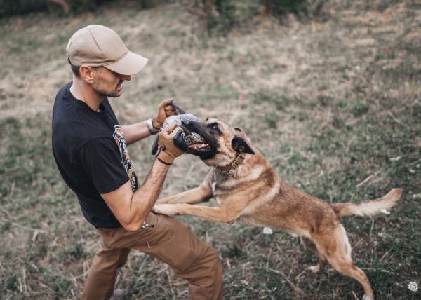 Do I Need a Dog Bite Injury Attorney