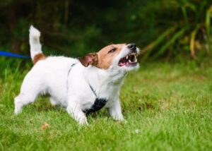 dog bite lawyer near me image